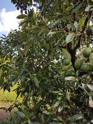 Palta Hass Tucuman