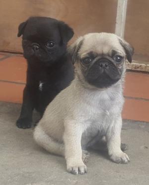 Pug Carlino En Cordoba Macho Negro Y Beige Con Papeles Fca.