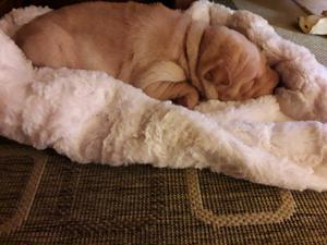 Shar pei dorada con pedigree