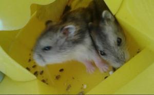Topos Rusos (hamsters) Machos Y Hembras