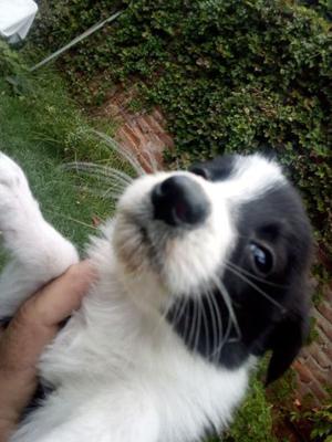 venta de cachorros Border Collie