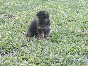 Cachorros ovejeros alemanes