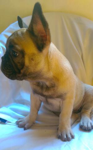 Bulldog Frances hembra de 3 meses Fawn