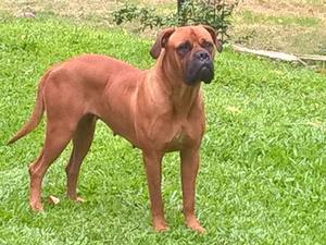 Bullmastiff vendo cachorros