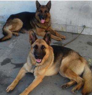 CACHORROS OVEJEROS ALEMAN POR NACER