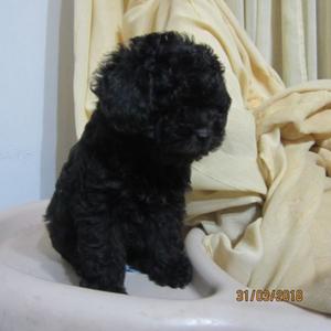 CANICHE TOY NEGRO