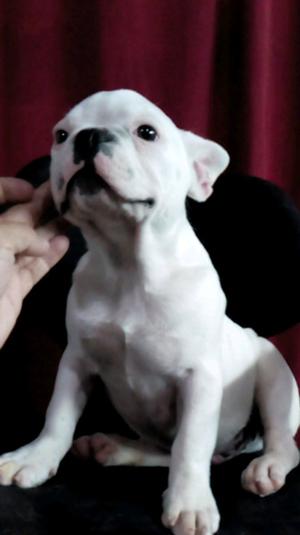 Cachorro Bulldog francés macho color blanco