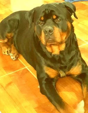 Cachorros rotweilers puros