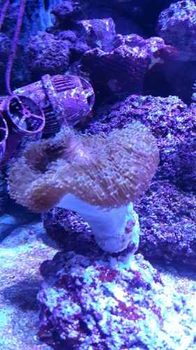 Corales Peces Marinos Sarco Phyton Xxl Mas De 35cm