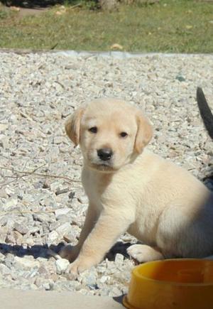 Labrador reretriever arena