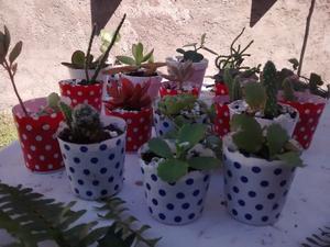 Suculentas y cactus