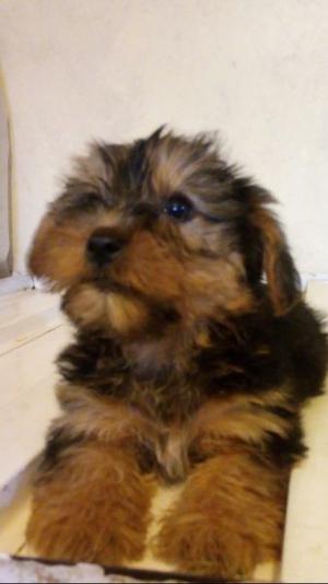 Vendo Cachorro Yorkshire Terrier Hermoso