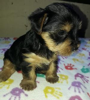 Vendo Yorkshire Terrier