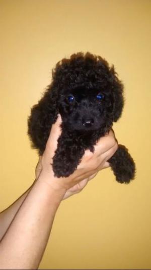 Vendo cachorro caniche mini micro toy macho color negro.