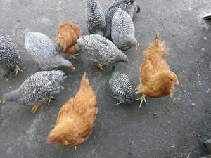 pollos de raza