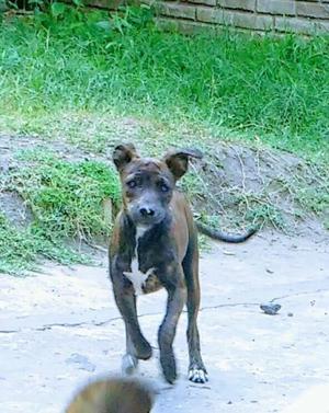 regalo cachorra mestizo de pit bull 6 meses