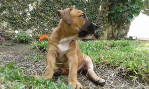 Cachorra putbull 2 meses