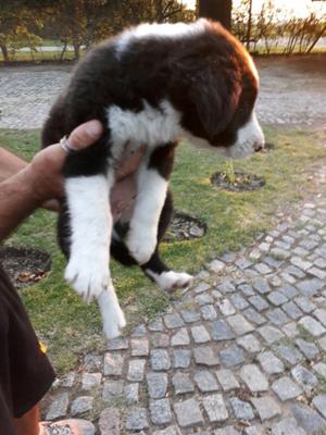 Cachorros Border Collie