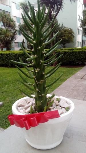 Cactus decoracion jardines