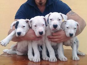 Dogos Argentinos, cachorros en venta, hijos de perros con