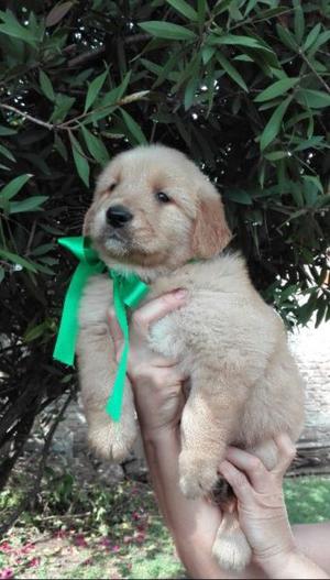 HERMOSOS CACHORROS GOLDEN RETRIEVER, CRIADOS EN CASA DE