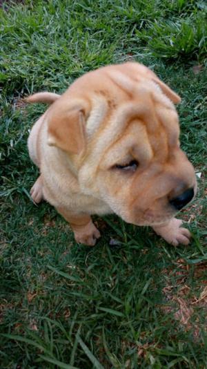 vendo hermosa shar pei hembrita escucho ofertas