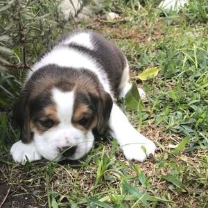 CACHORROS BEAGLE 