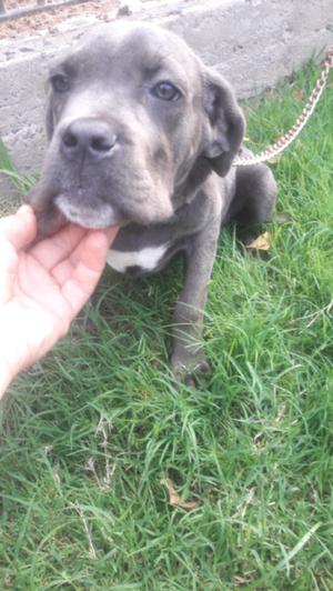 Cane corso gris henbra con pedrigue