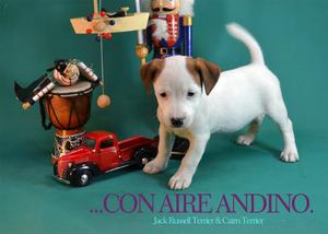 excelentes cachorros jack russell terrier pelo liso,
