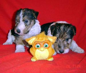 Cach Fox Terrier Wire Con Pedigree!! Excel Oportunidad!!