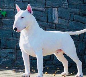 Cachorro Bullterrier White
