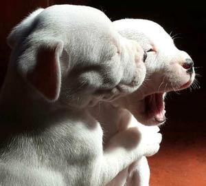 Cachorro Dogo Argentino Puros - Padres Con Papeles)