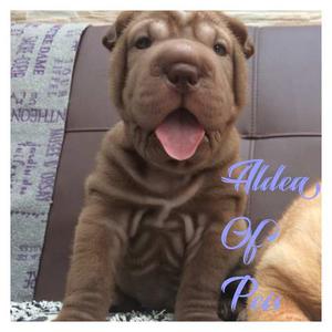 Cachorros Sharpei Mach/hem Aldeaofpeis