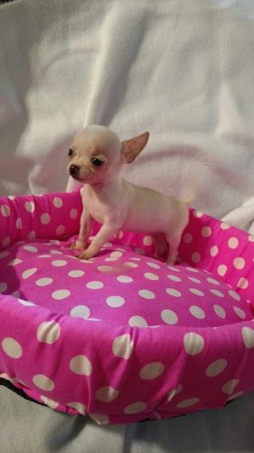 Chihuahua Blanca Micro Mini