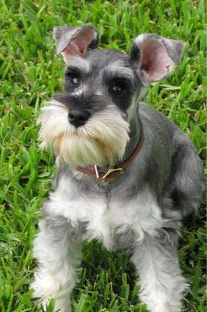 Schnauzer Miniatura Macho Sal Y Pimienta