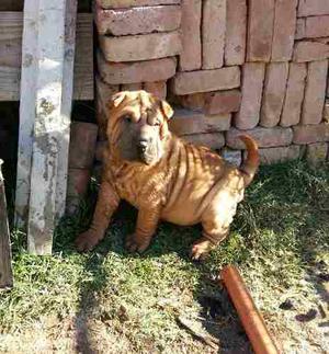 Shar Pei Cachorros Machos.