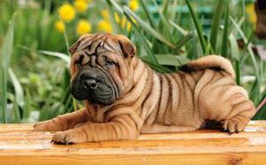 Sharpei Cachorros