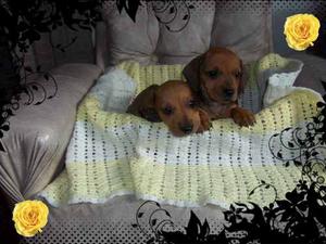 Villa Gesell..hermosos Cachorros Salchichas Daschunds