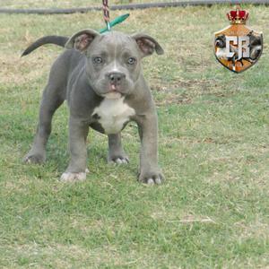 Cachorra American bully