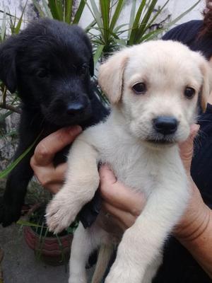 Cachorros labrador 4