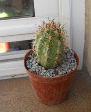 Cactus orocereus en maceta 8