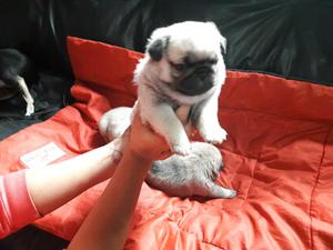 Pug carlino hembras