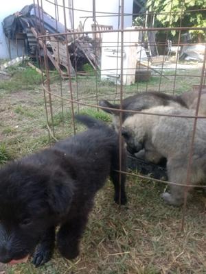 Vendo cachorros pastor belga Terbueren y pastor belga