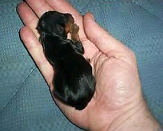 Yorkshire Terrier mini