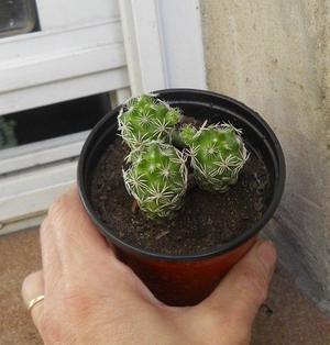 cactus mammilaria elongata en maceta 10