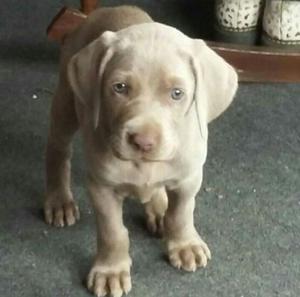 CACHORROS WEIMARANER PUROS excelente pedigree $ 