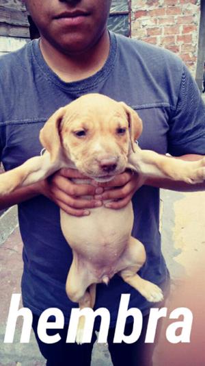 Cachorros pitbull puros