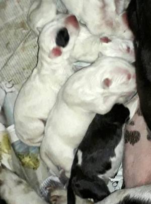 Bull Terrier;para Ser Entregados Fines De Mayo 