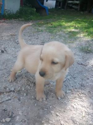 Cachorros labradores dorados