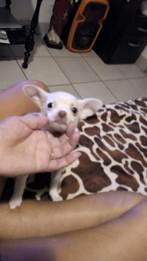 Chihuahua hembrita bella